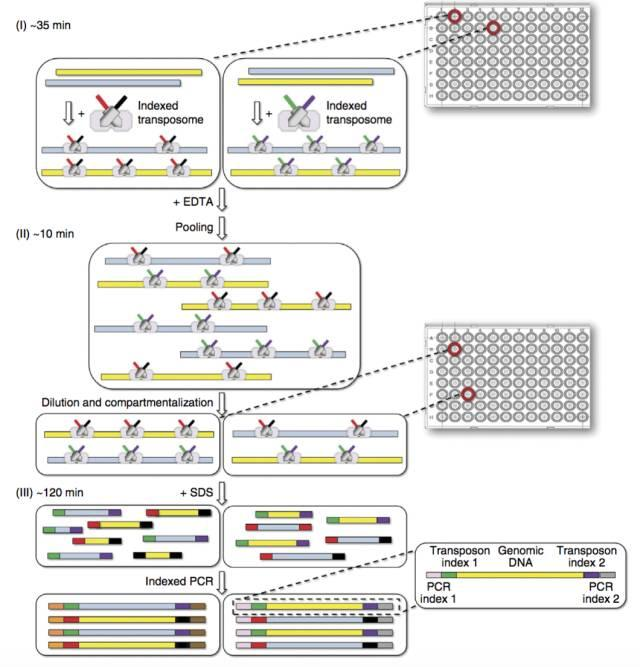 不使用微流控如何實現(xiàn)高通量測序單細(xì)胞基因組？